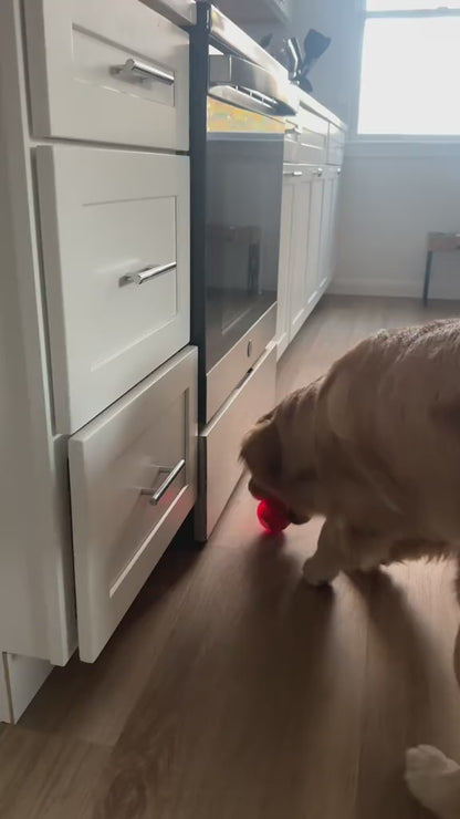 Interactive Pet Ball Toy