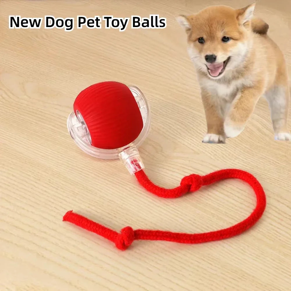 Interactive Cat & Dog Toy